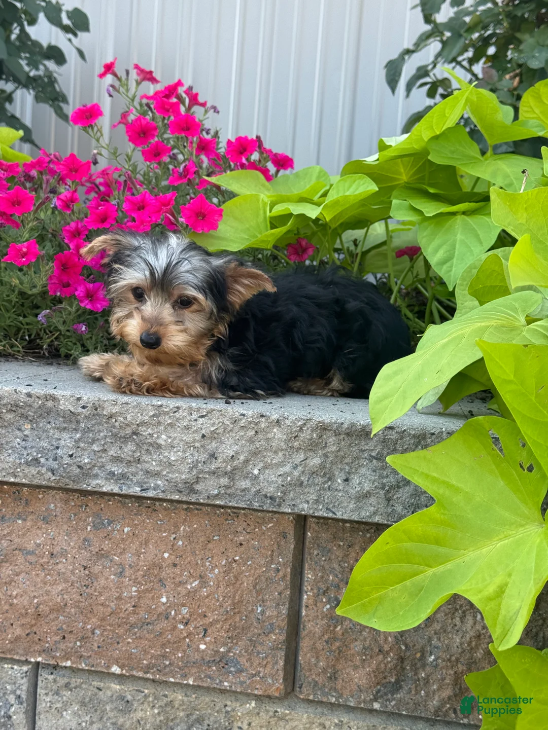 Yorkshire Terrier dogs for sale: Yeti - Ad 2