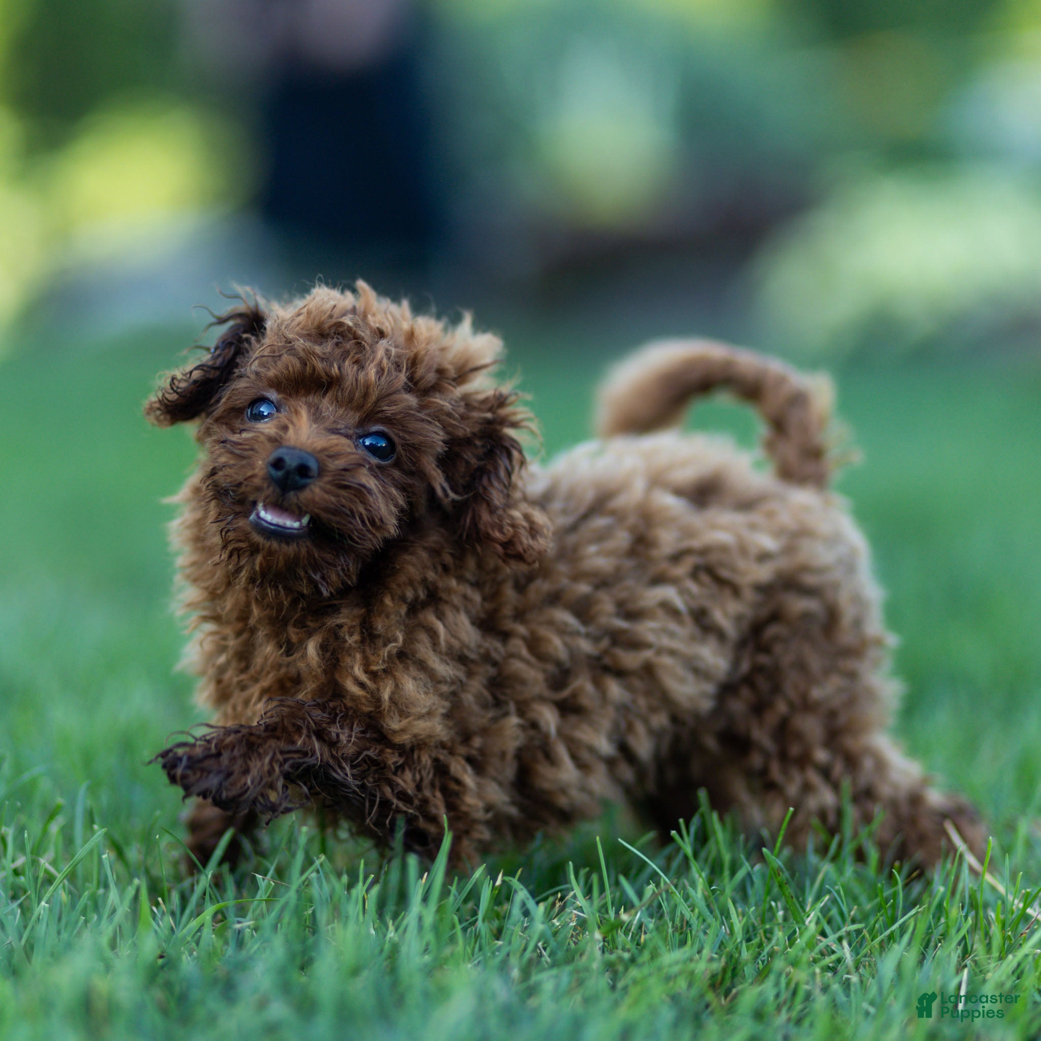 Toy Poodle dogs Raven Toy Poodle Puppy  - Ad 2