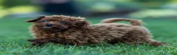 Toy Poodle dogs for sale: Raven Toy Poodle Puppy  - Ad 2