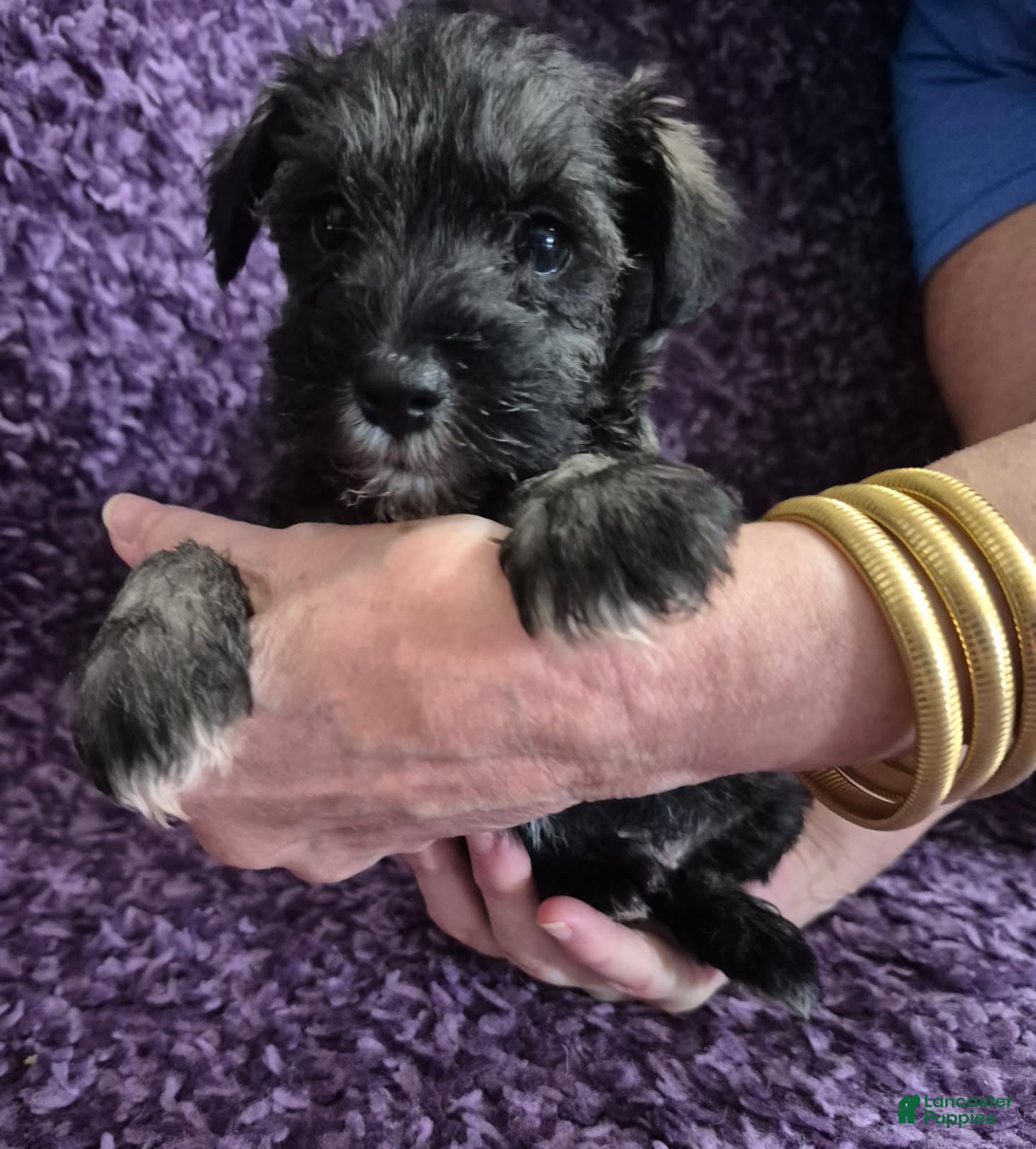 Miniature Schnauzer dogs Boy 1 - Ad 1