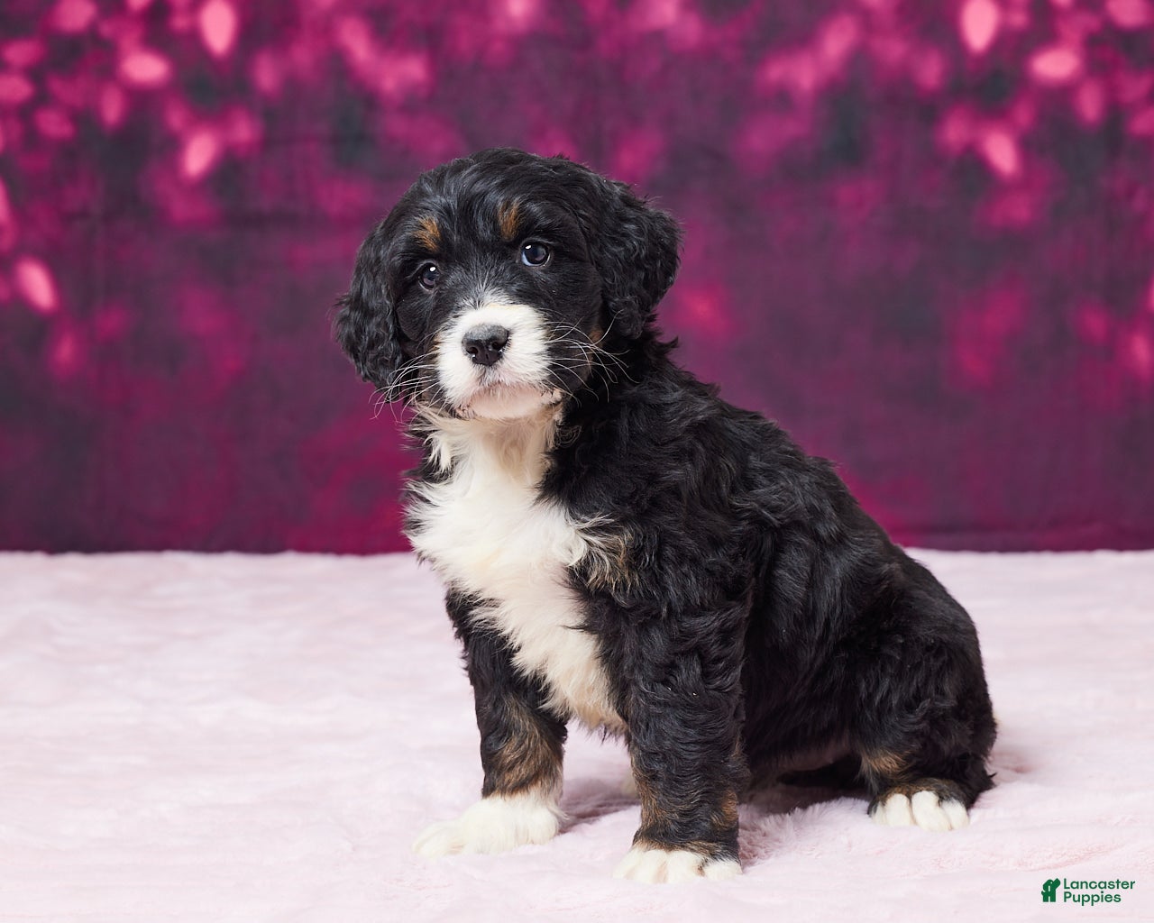 Bernedoodle dogs Glitter - Ad 32