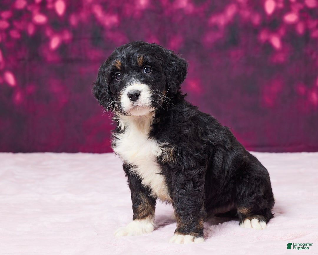 Bernedoodle dogs for sale: Glitter - Ad 1
