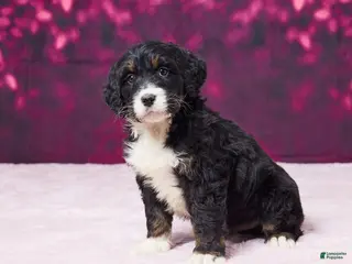 Bernedoodle dogs Glitter - Ad 25