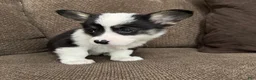 Welsh Corgi Pembroke dogs for sale: Clint - Ad 3