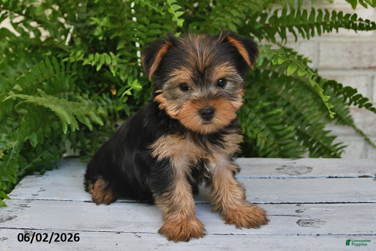 Yorkshire Terrier dogs for sale: Peanut - Ad 3