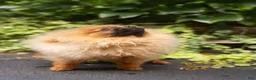 Pomeranian dogs for sale: Moni Pie - Ad 5