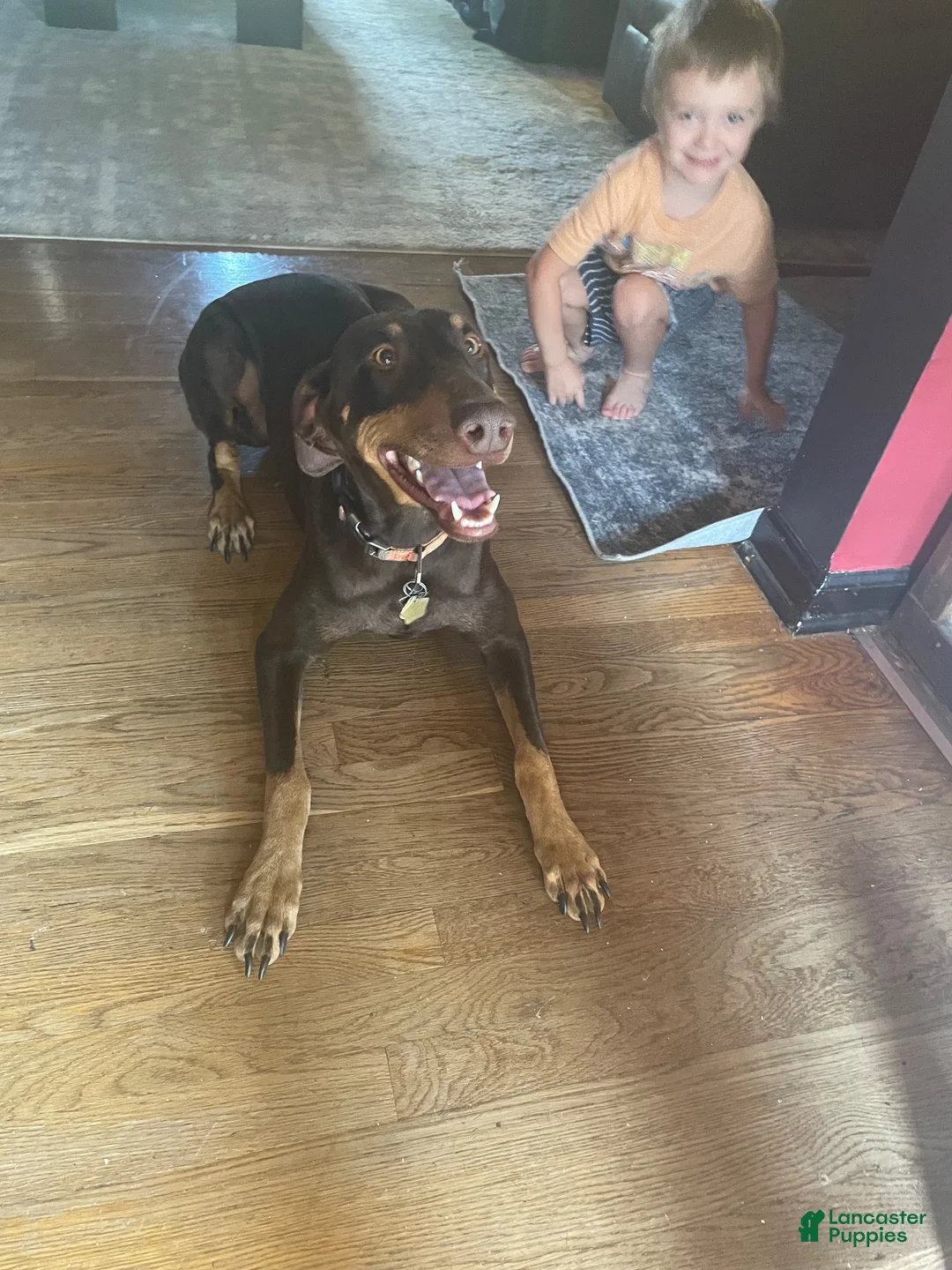 Doberman Pinscher dogs for sale: Doberman Pinscher 2 - Ad 2
