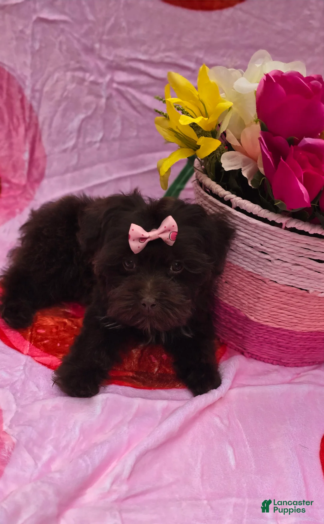 Maltipoo dogs for sale: Nuria - Ad 2