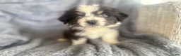 Australian Shepherd dogs for sale: Buttercup - Ad 1