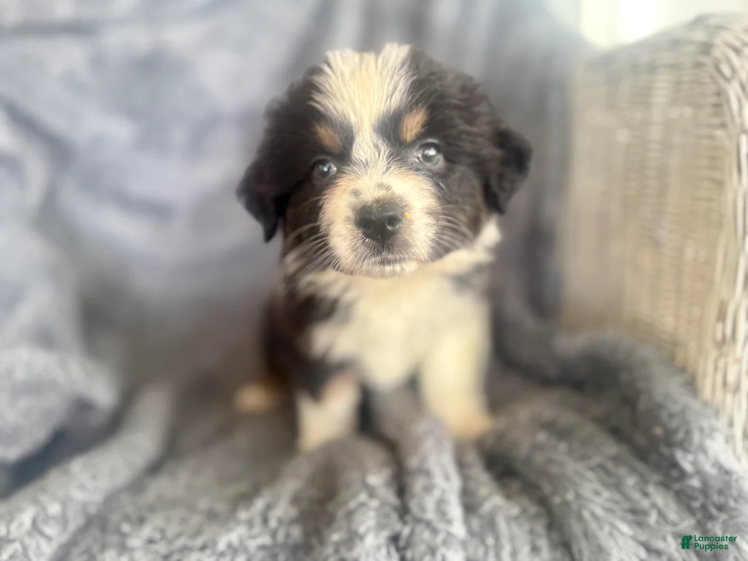 Australian Shepherd dogs for sale: Buttercup - Ad 1