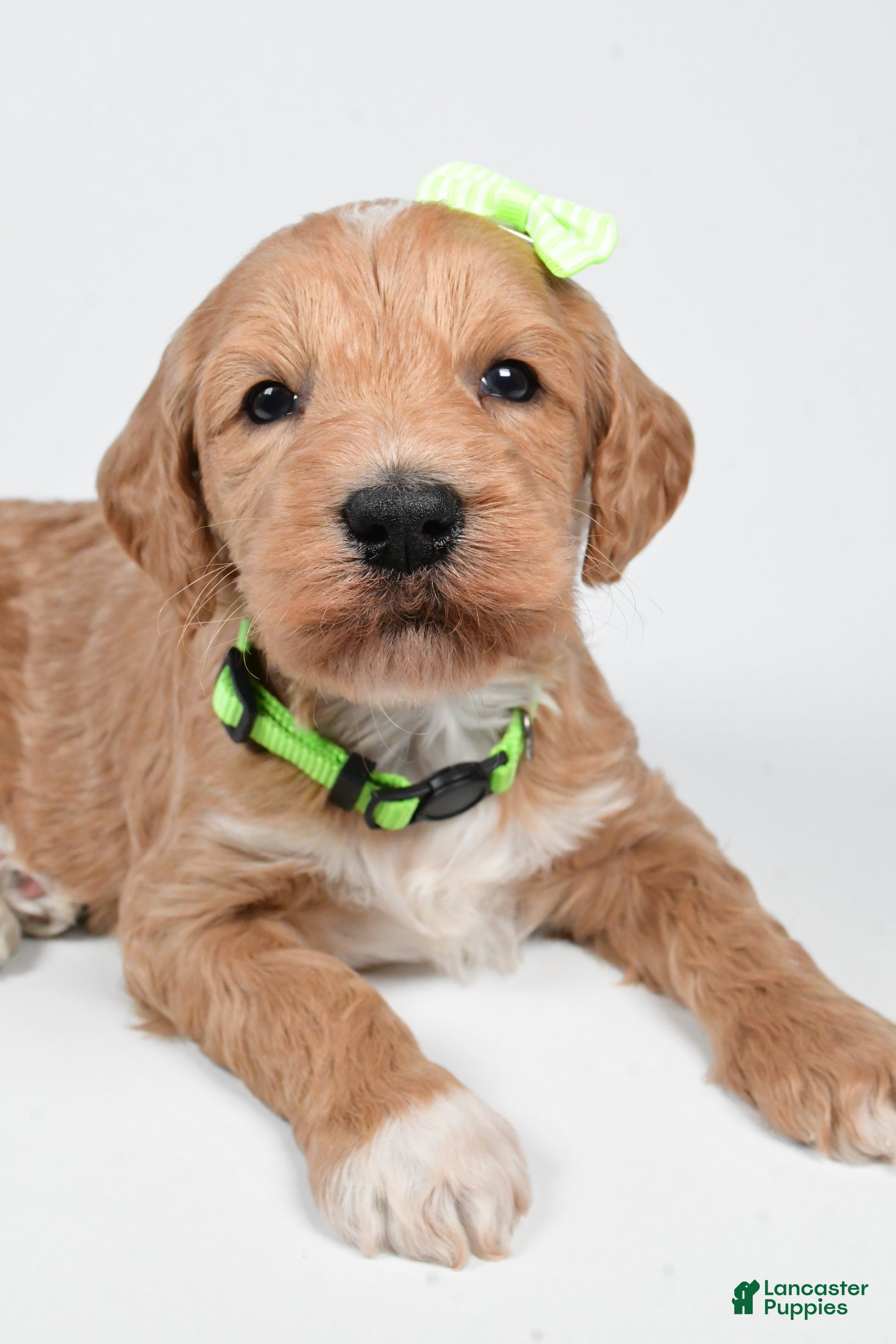 Standard Poodle dogs Freddy - Ad 2