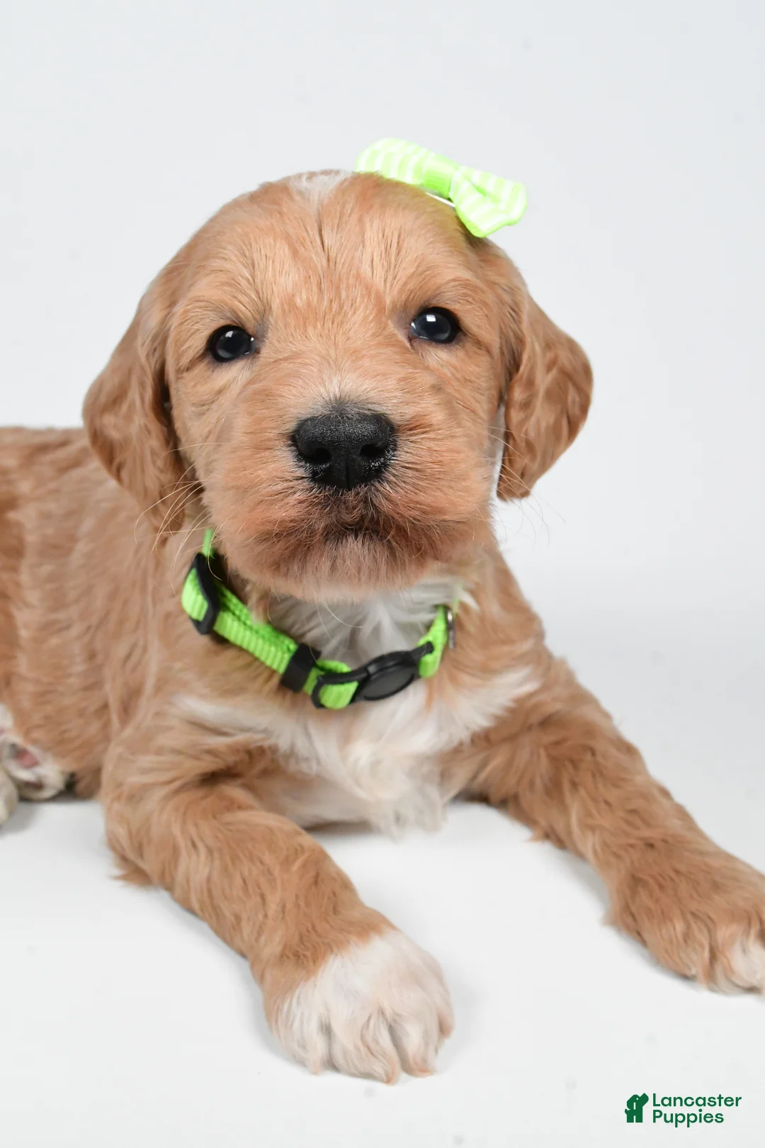 Standard Poodle dogs for sale: Freddy - Ad 2