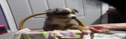 Miniature Australian Shepherd dogs for sale: Milly - Ad 2