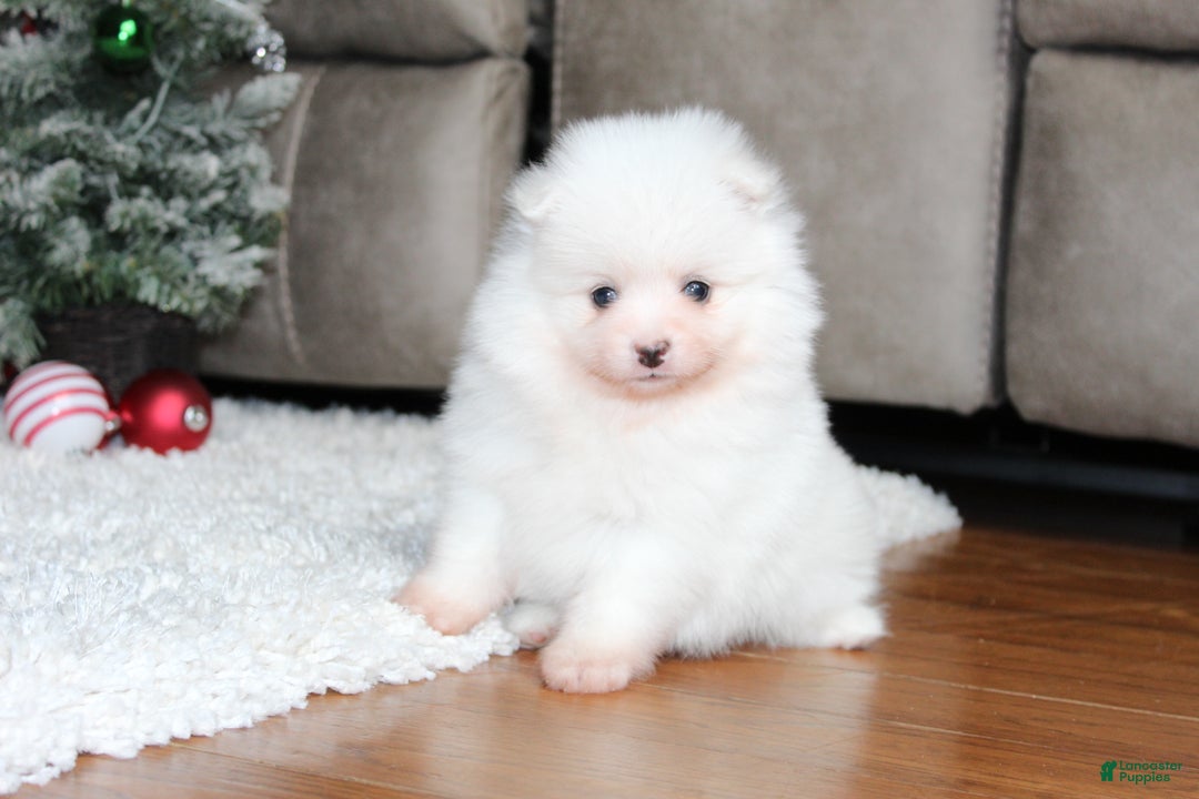 Pomeranian dogs for sale: Emerson - Ad 1