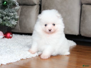 Pomeranian dogs Emerson - Ad 6