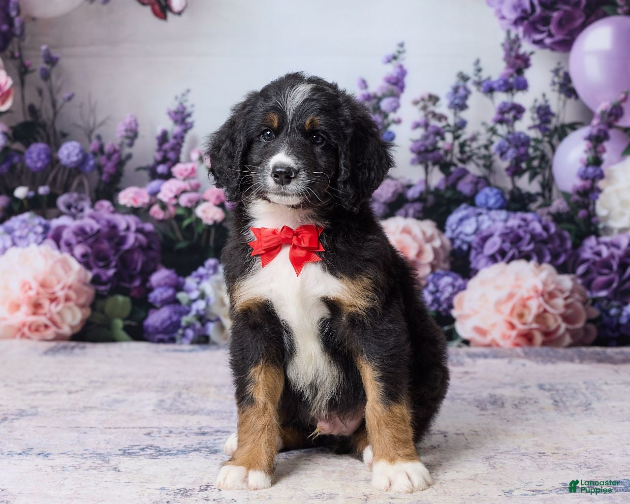 Bernedoodle dogs Lyle - Ad 1