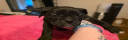 Mixed Breed dogs for sale: Hestia - Ad 3