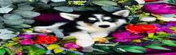 Siberian Husky dogs for sale: Kodiak - Ad 11