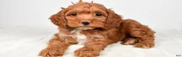 Cockapoo dogs for sale: Candy - Ad 4