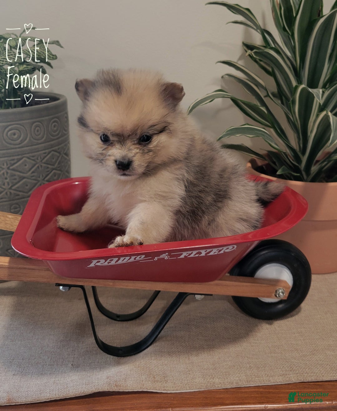 Pomeranian dogs for sale: Casey - Ad 2