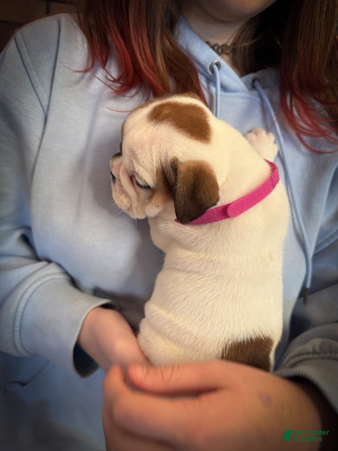 English Bulldog dogs for sale: Harley - Ad 7