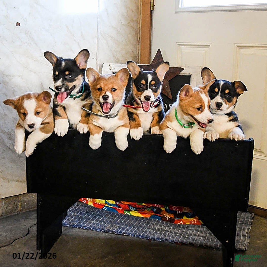 Welsh Corgi Pembroke dogs for sale: Domino - Ad 5