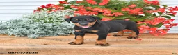 Doberman Pinscher dogs for sale: Bruno - Ad 3