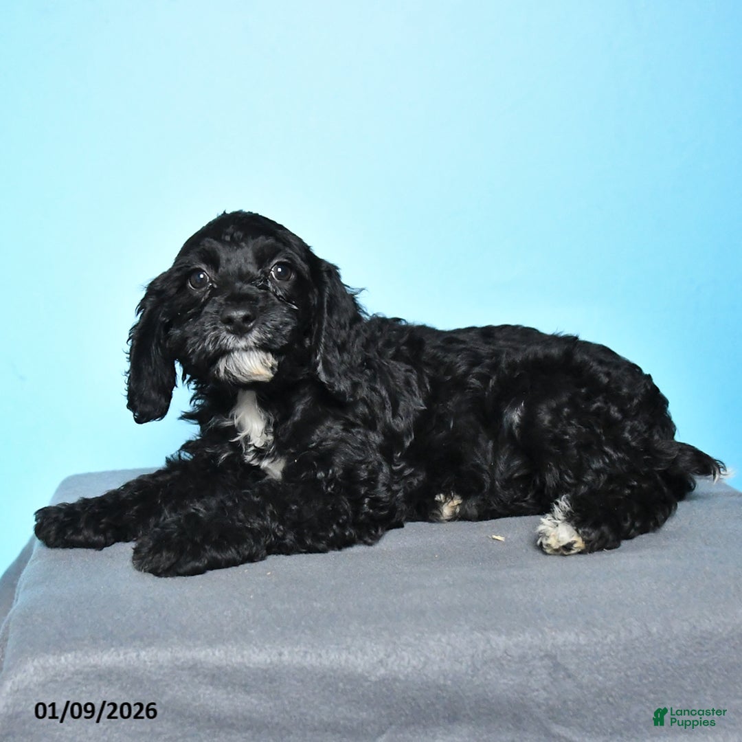 Cockapoo dogs for sale: Maggie - Ad 4