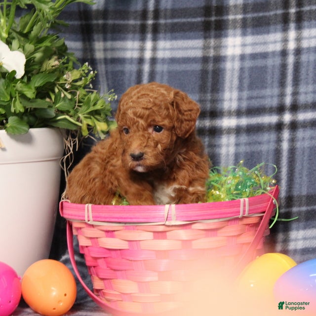 Miniature Poodle dogs Lilly - Ad 2