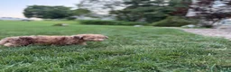Mini Goldendoodle dogs for sale: Mini Goldendoodle 8 - Ad 8