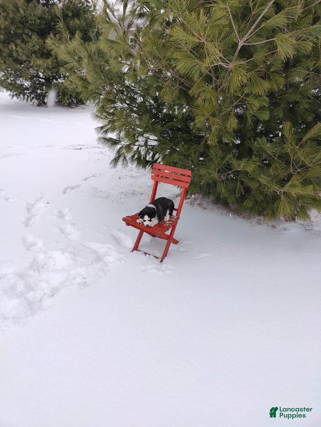 Siberian Husky dogs for sale: Jaidus - Ad 7