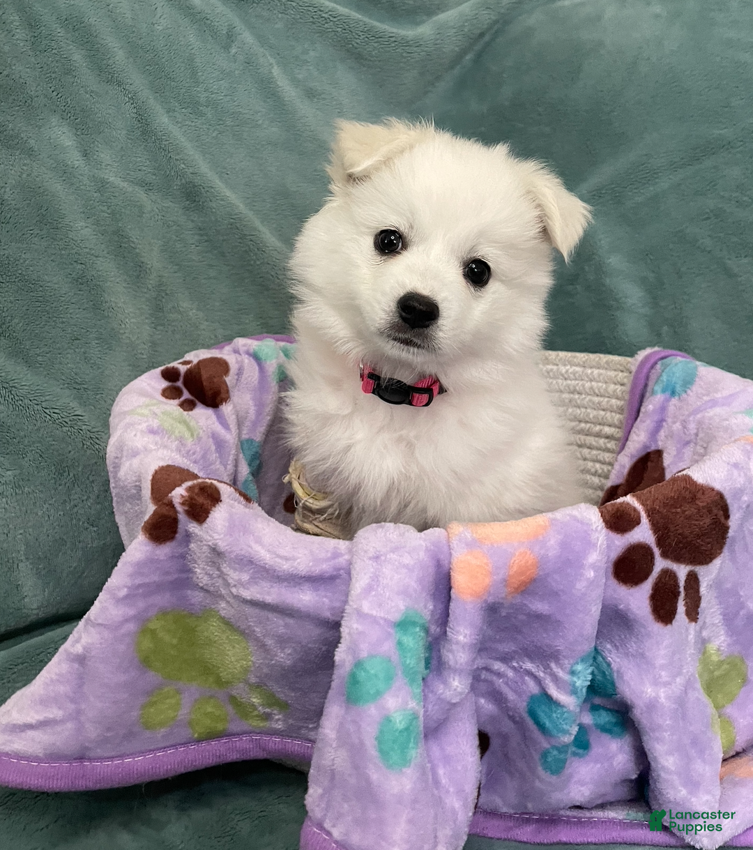 American Eskimo dogs for sale: Coconut - Ad 1