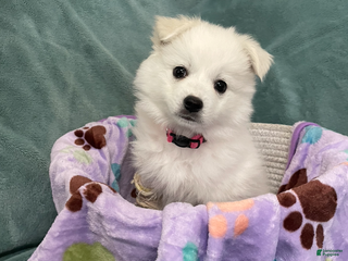 American Eskimo dogs Coconut - Ad 1