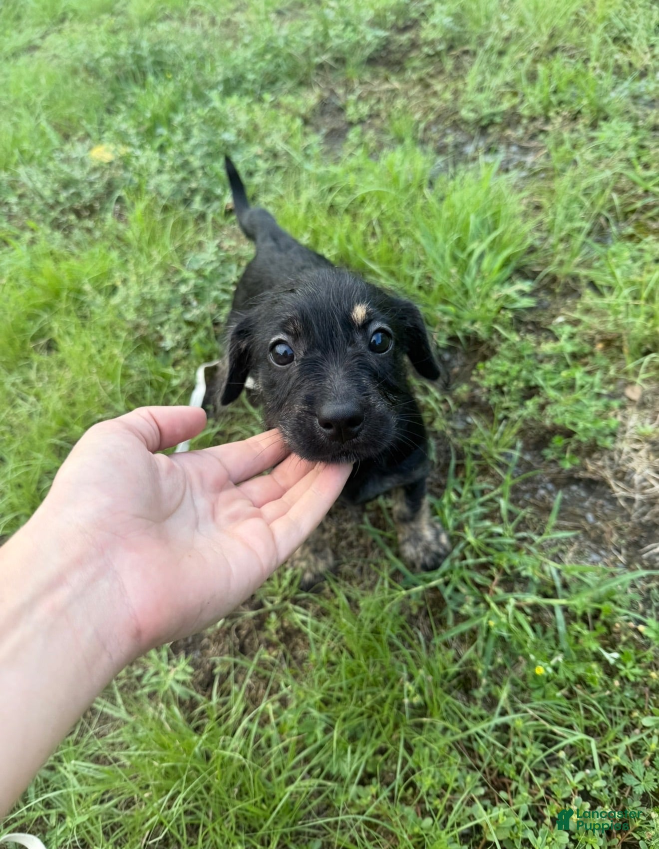 Mixed Breed dogs Mixed Breed 2 - Ad 21