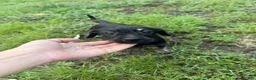 Mixed Breed dogs for sale: Mixed Breed 2 - Ad 1