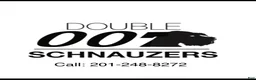 Giant Schnauzer dogs for sale: Mouse - Ad 22