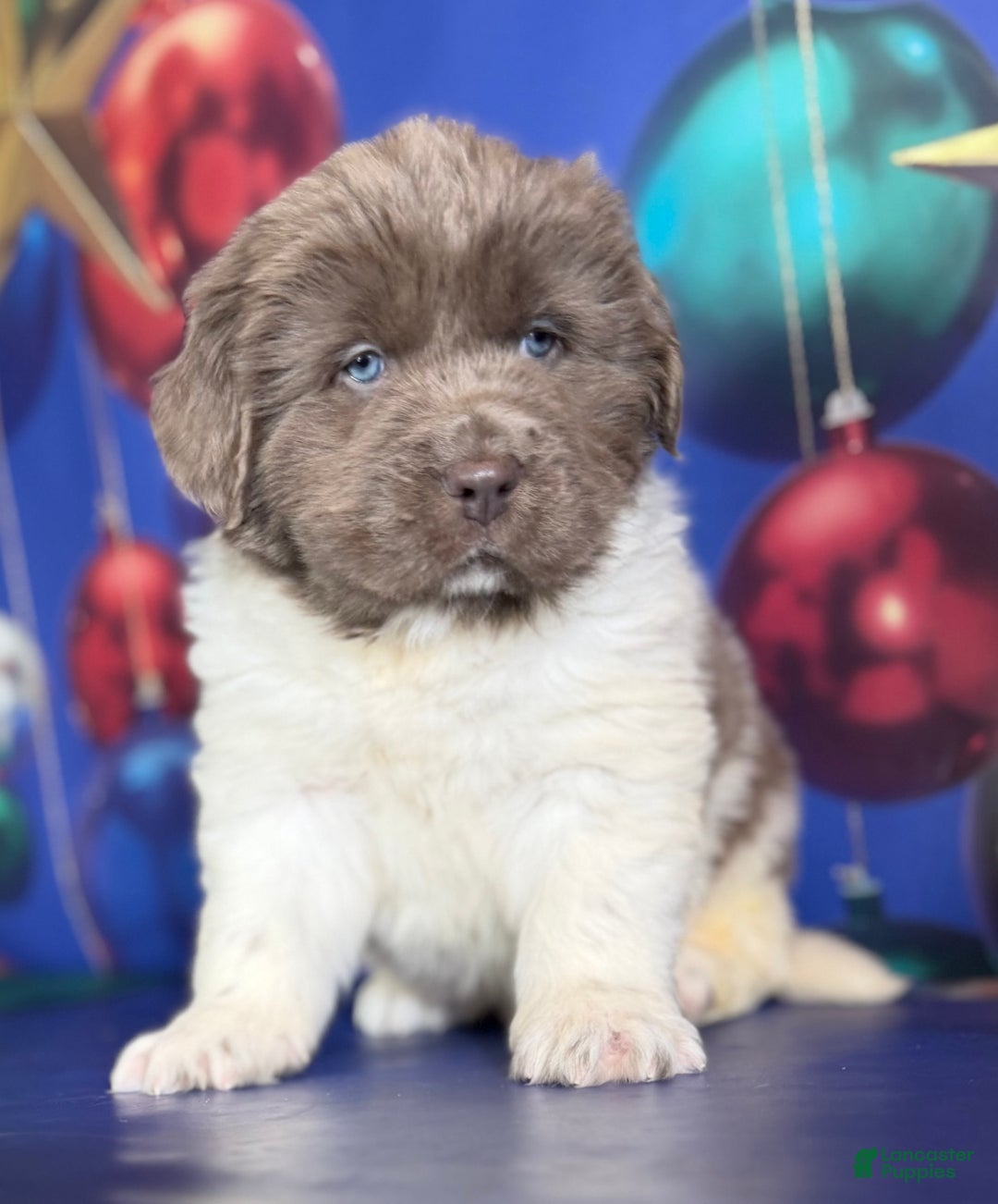Mixed Breed dogs for sale: Storm OFA DNA  - Ad 12
