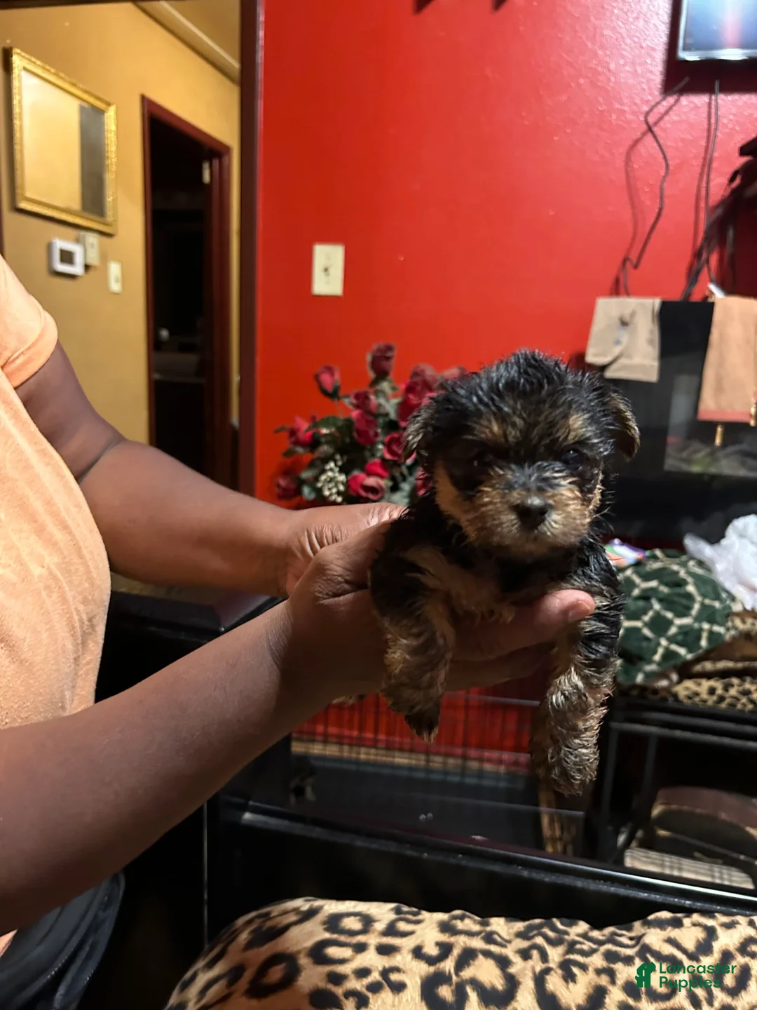 Gallery Image {{count}}