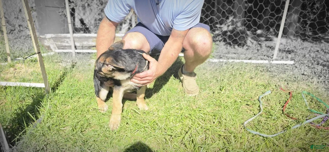 German Shepherd dogs for sale: Red Collar Female — German Shepherd Puppy, Dayton Ohio - Ad 3