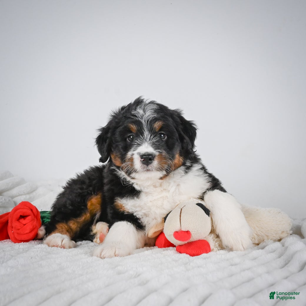 Mini Bernedoodle dogs Samson - Ad 2