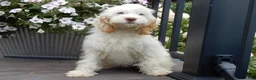 Cockapoo dogs for sale: Maci - Ad 1