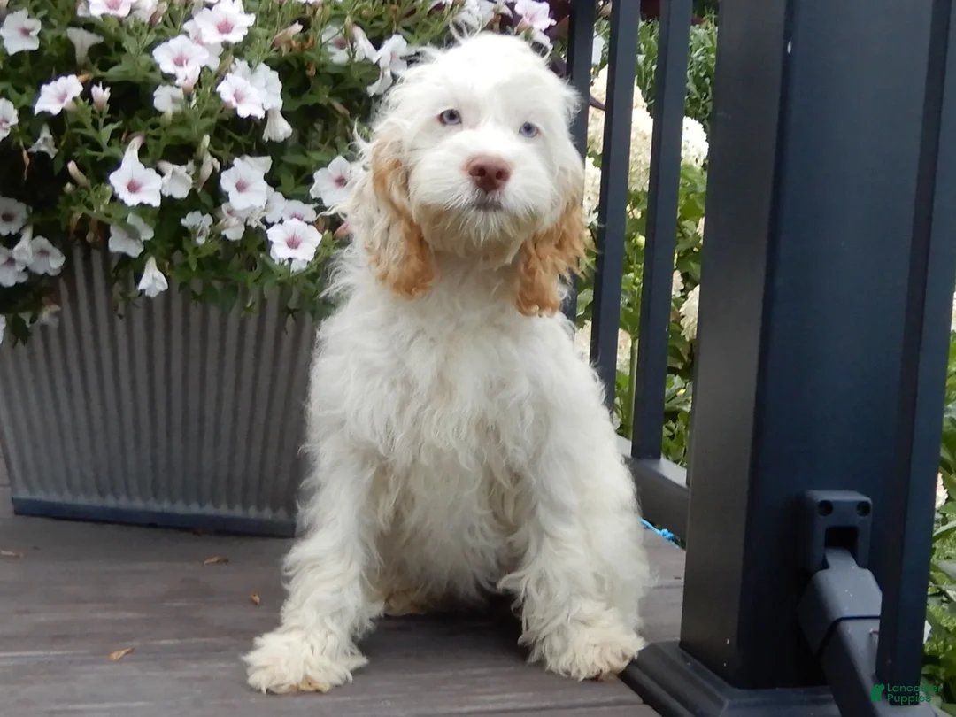 Cockapoo dogs for sale: Maci - Ad 1
