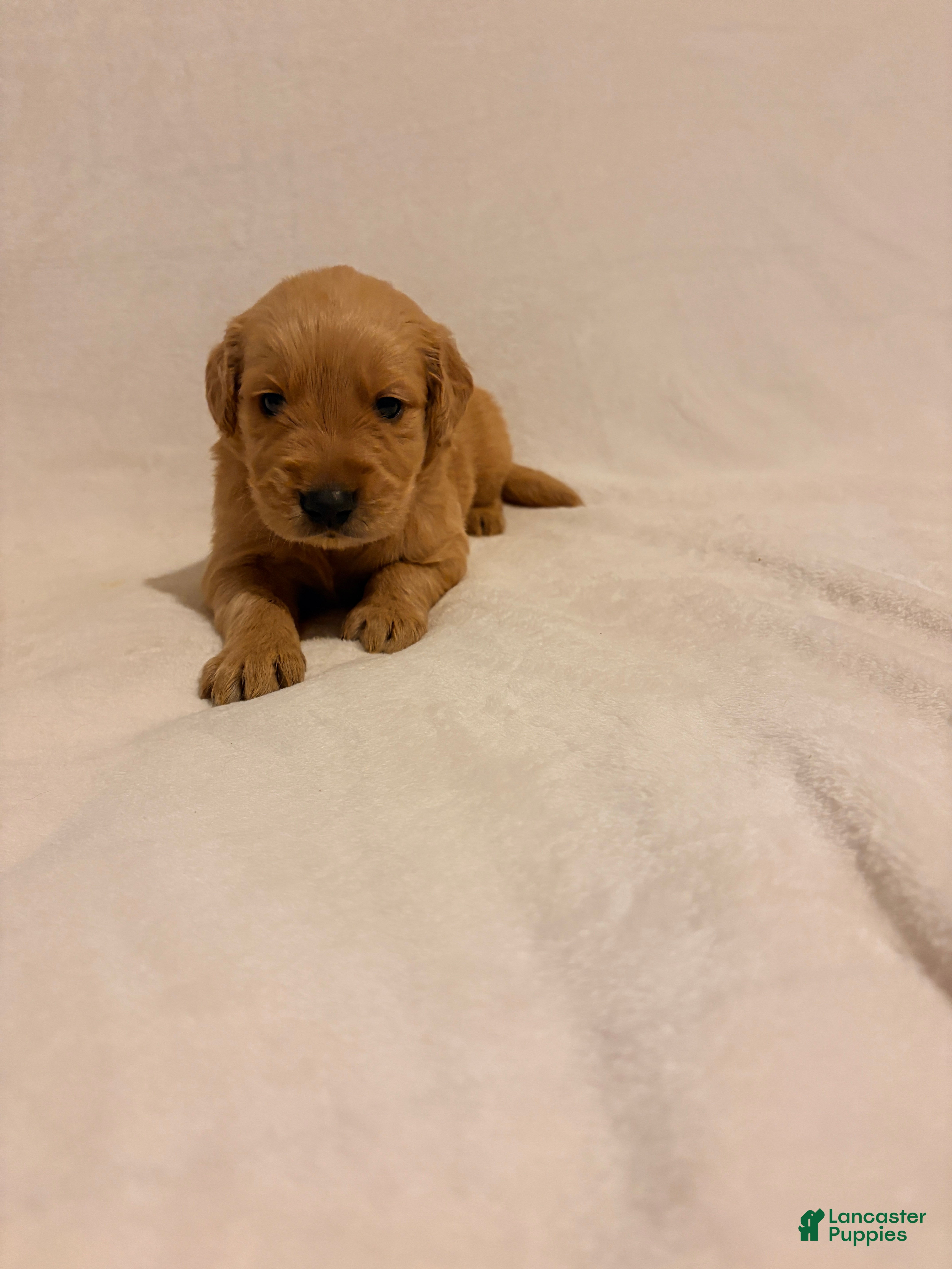 Golden Retriever dogs Golden Retriever 1 - Ad 2
