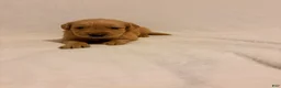 Golden Retriever dogs for sale: Golden Retriever 1 - Ad 1