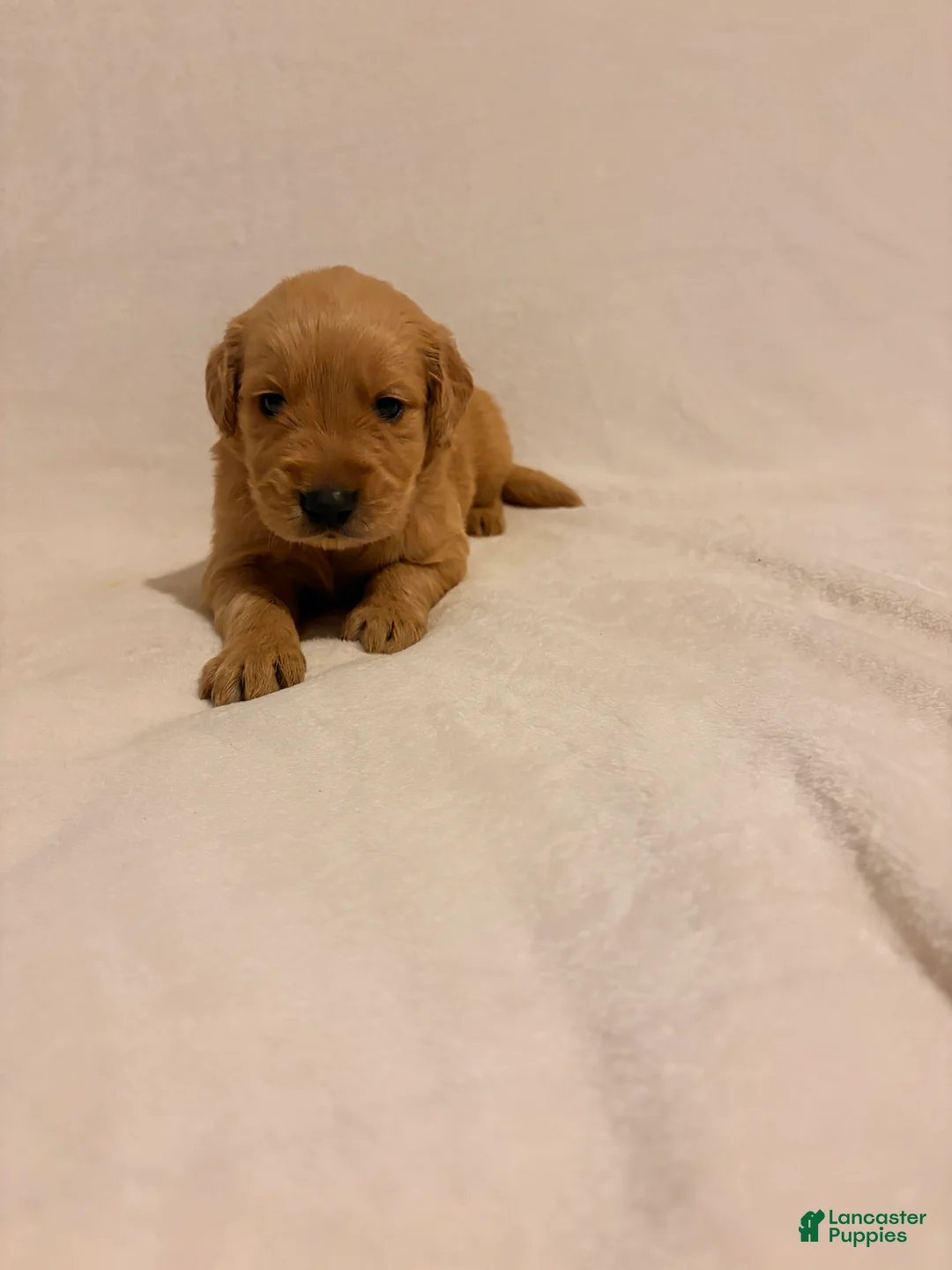 Golden Retriever dogs for sale: Golden Retriever 1 - Ad 1