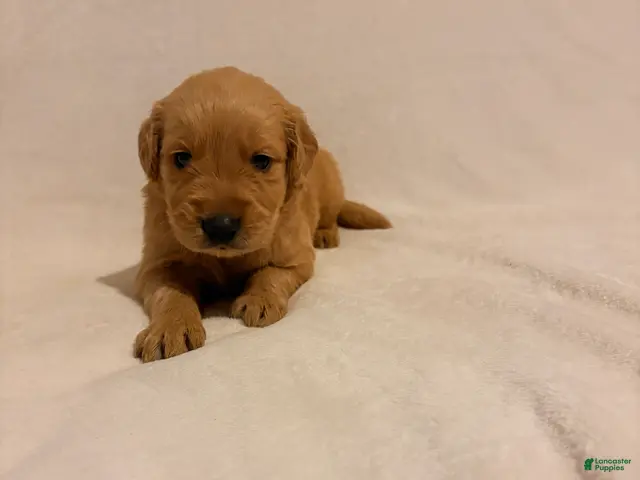 Golden Retriever dogs for sale: Golden Retriever 1 - Ad 37
