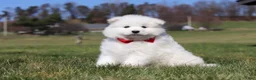 Samoyed dogs for sale: Joey - Ad 14