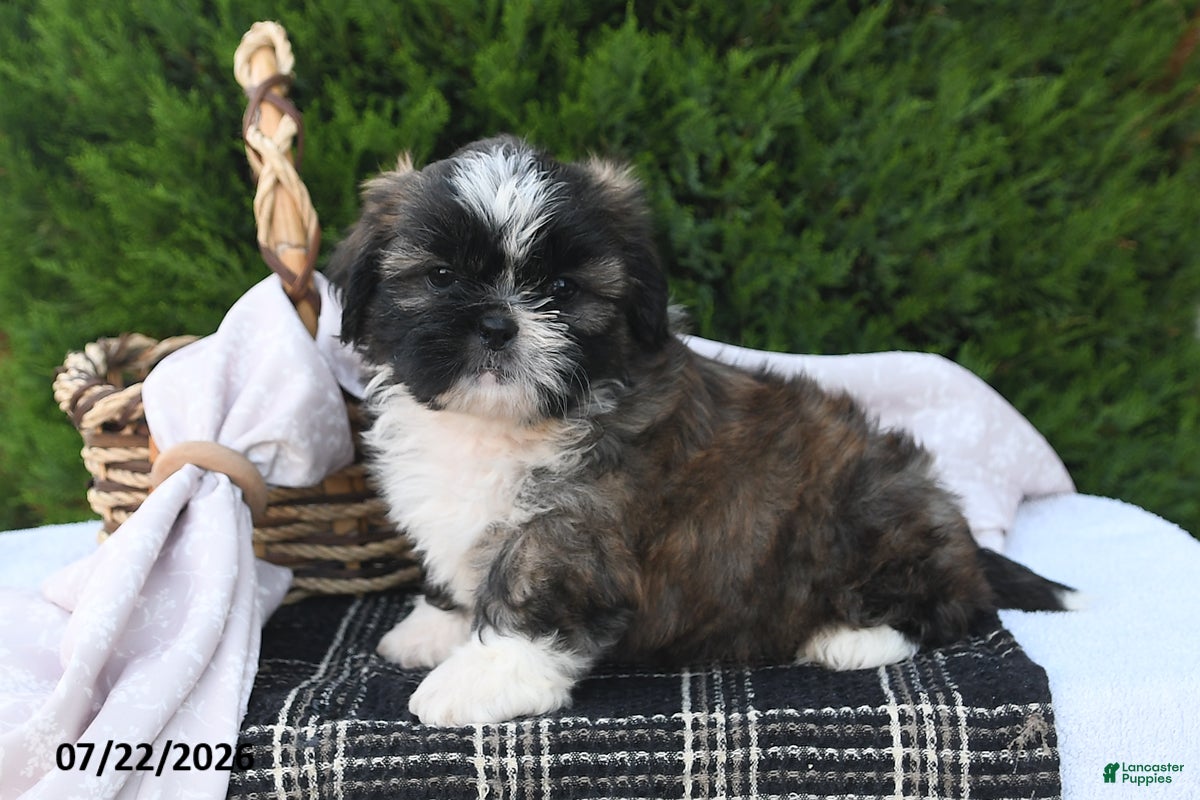 Shih Tzu dogs Chocolate - Ad 2