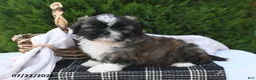 Shih Tzu dogs for sale: Chocolate - Ad 2