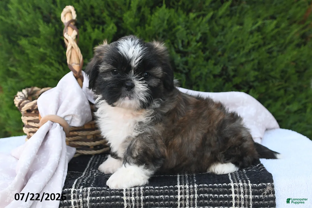 Shih Tzu dogs for sale: Chocolate - Ad 2